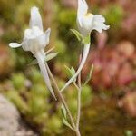 Linaria reflexa Outro