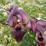 Iris haynei Blodyn