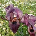 Iris haynei Flor