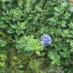 Ceanothus impressus आदत