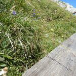 Carex sempervirens Blad