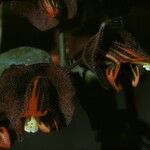 Aeschynanthus tricolor Virág