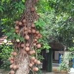 Couroupita guianensis Fruto