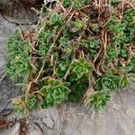 Draba dubia Hoja