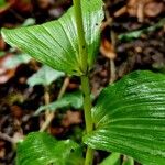 Epipactis helleborine Azala