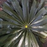 Musanga cecropioides Leaf