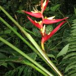 Heliconia monteverdensis Bark