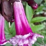 Dolichandra chodatii Λουλούδι