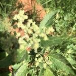 Chenopodium muraleFlor