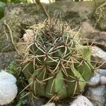 Echinocactus texensis 葉