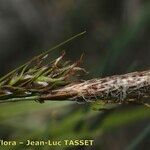 Carex sempervirens Flower