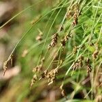 Carex lenta D.Don var. sendaica (Franch.) T.Koyama花