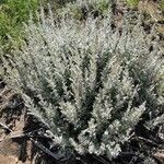 Artemisia stelleriana Habit