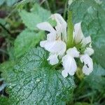 Lamium album Fiore