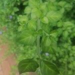 Sclerochiton harveyanus Leaf