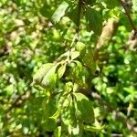 Lycium cestroides Hoja