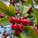 Crataegus persimilis Фрукт