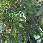 Illicium floridanum Blatt