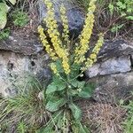 Verbascum lychnitis Alkat (teljes növény)