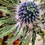 Eryngium alpinumLeaf