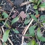 Symphyotrichum laeve Лист