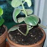 Peperomia incana Leaf
