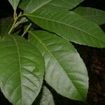 Gymnanthes riparia Hoja