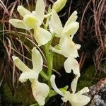 Orchis provincialis Flor