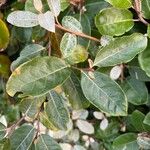 Elaeagnus × submacrophylla Hoja