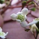 Nectandra purpurea Flower