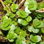 Bacopa salzmannii Habitus