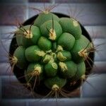 Gymnocalycium pflanzii 葉