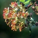 Limonia acidissima Flor
