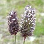 Phleum alpinum Blomst