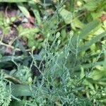 Symphyotrichum laeve Лист