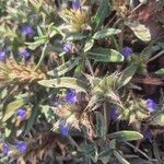 Blepharis linariifolia Flower
