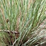 Corynephorus canescens Blatt