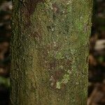 Eschweilera decolorans 树皮