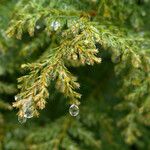 Juniperus communis Blad