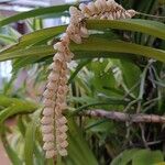 Coelogyne pallida പുഷ്പം