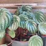 Peperomia argyreia Лист