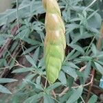 Tillandsia fasciculata Flor