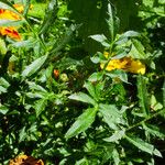 Tagetes patula Leaf