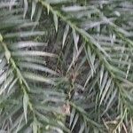 Araucaria angustifolia Hoja
