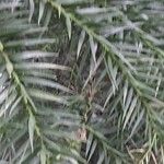 Araucaria angustifolia Leaf