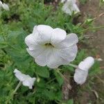 Petunia axillaris Kvet