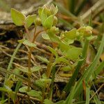 Radiola linoides Vivejo