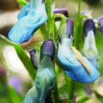 Lathyrus vernus Fula