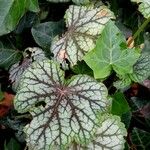 Heuchera americana 葉