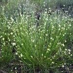 Rhynchospora alba Flor